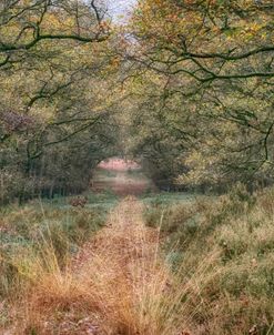 Autumn Walk