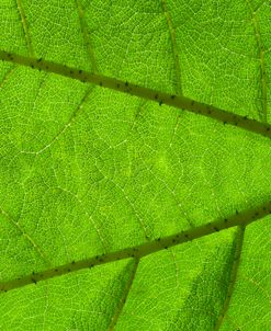 Leaf Texture IV