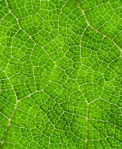 Leaf Texture VII