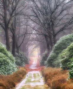 Rhodondendron Lane