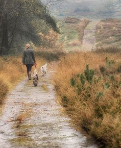 Walking the Dogs