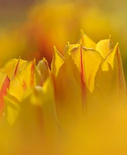 Aurora Tulips