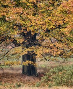 Beech Tree