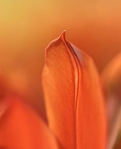 Duc van Tol Orange Tulip