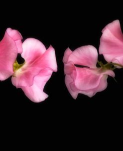 Glowing Sweet Peas