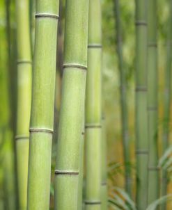 Bamboo Scape