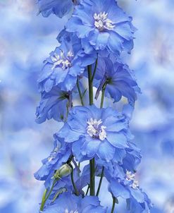 Blue Larkspur