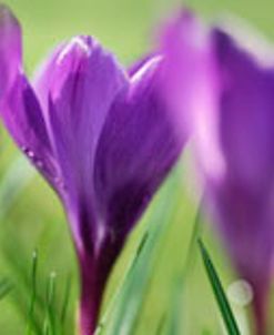 Crocus Scape