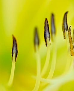 Day Lily Scape