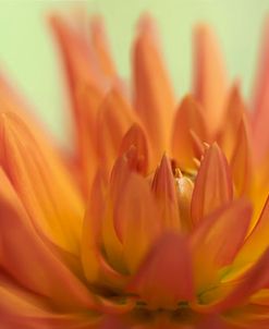 Orange Dahlia Scape