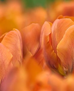 Orange Tulip Scape