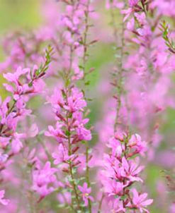 Pink Flower Scape