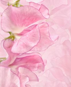 Pink Sweet Peas