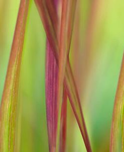 Green & Red Grass Scape