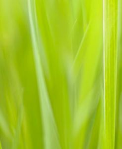 Green Grass Scape