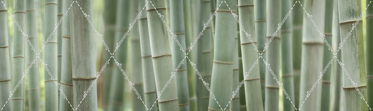 Grey Bamboo Scape