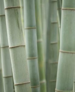 Grey Bamboo Scape