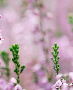 Heather Scape