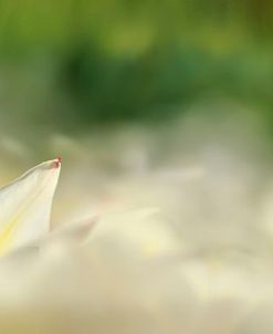 White Tulip Scape