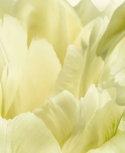 Yellow Tulip Scape