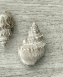 Two Cancellaria Shells