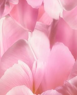 Pink Tulip Scape