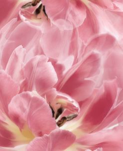 Pink Tulips Scape