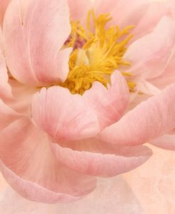 Pink Peony