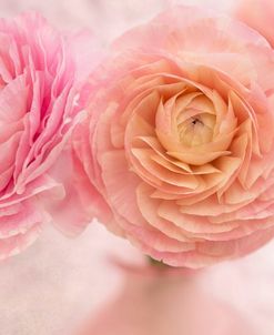 Pink Persian Buttercup Bouquet