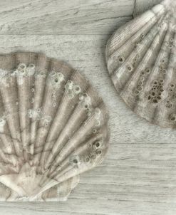 Two King Scallop Shells