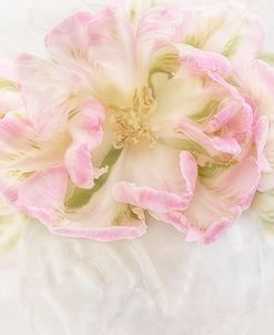 Pink Parrot Tulips Bouquet