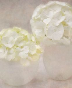 White Hortensia Still Life