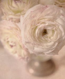 White Persian Buttercup Still Life