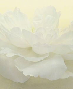 Pure White Peony