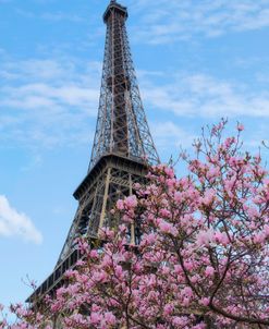 Eiffel Tower with Pink Magnolia Tree