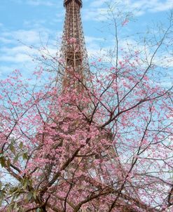 Eiffel Tower with Blossoming Cherry Tree