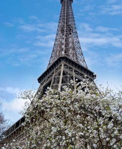 Eiffel Tower with Blossoming Magnolia