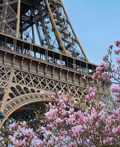 Eiffel Tower with Pink Magnolia