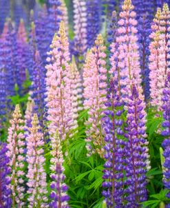 Lupine Flowers