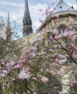 Notre Dame de Paris III