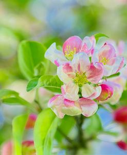 Apple Blossom