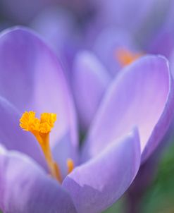 Purple Crocus