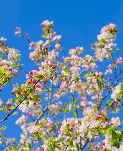 Spring Apple Blossom