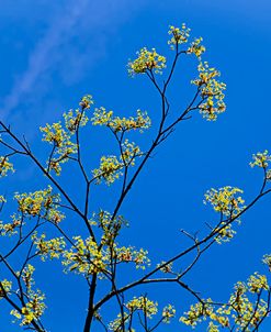 Maple Flowers