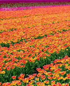 Tulip Field Orange