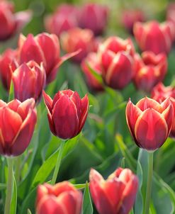 Tulip Field Papillon