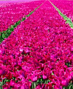 Tulip Field Red Violet