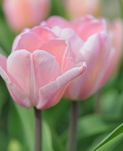 Tulip Flower Baronesse