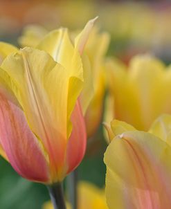 Tulip Flower Blushing Beauty