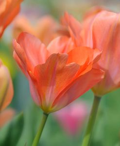 Tulip Flower Orange Wings